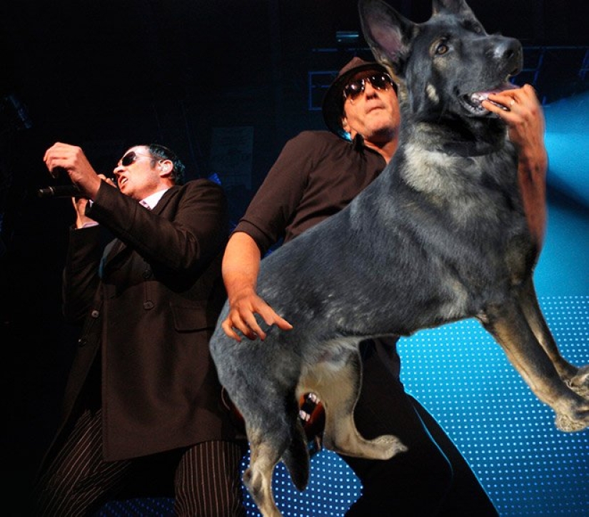 Perros en lugar de guitarras Perros en lugar de guitarras