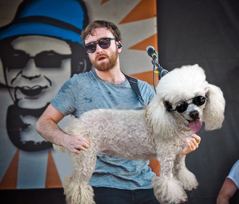 Perros en lugar de guitarras Perros en lugar de guitarras