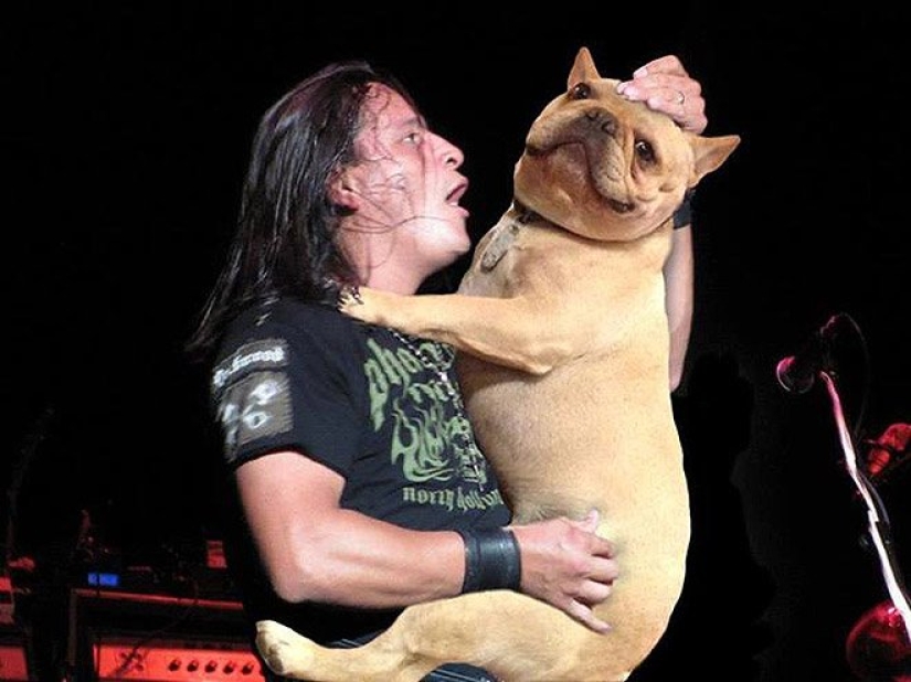 Perros en lugar de guitarras Perros en lugar de guitarras