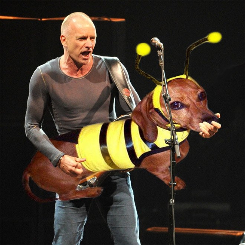 Perros en lugar de guitarras Perros en lugar de guitarras