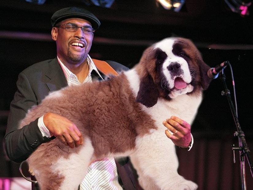 Perros en lugar de guitarras Perros en lugar de guitarras