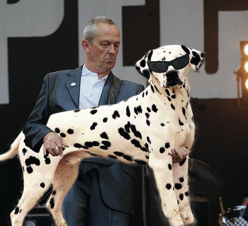 Perros en lugar de guitarras Perros en lugar de guitarras
