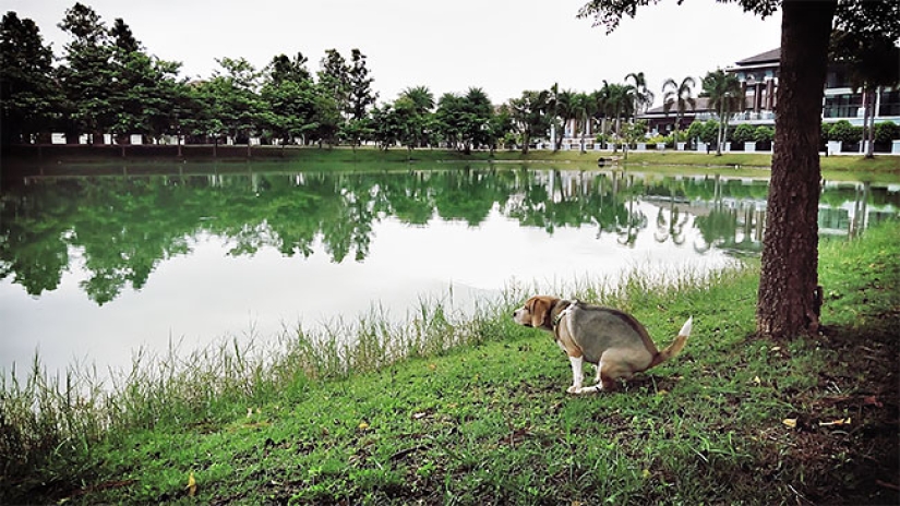 Perros que hacen caca-2019: qué regalar a un amigo para el Año Nuevo
