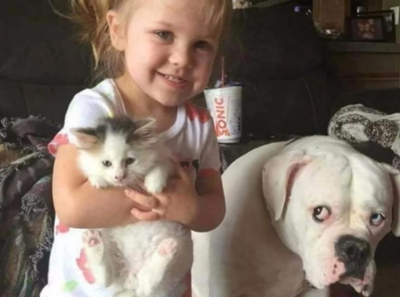 Perros que se ofenden mucho