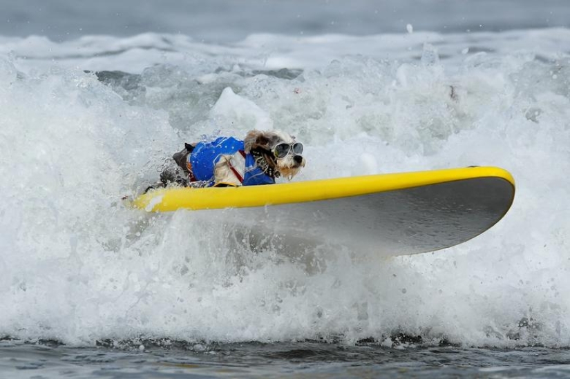 Perros valientes surfistas