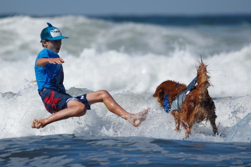 Perros valientes surfistas