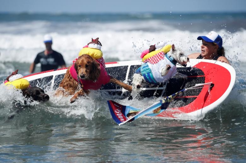 Perros valientes surfistas