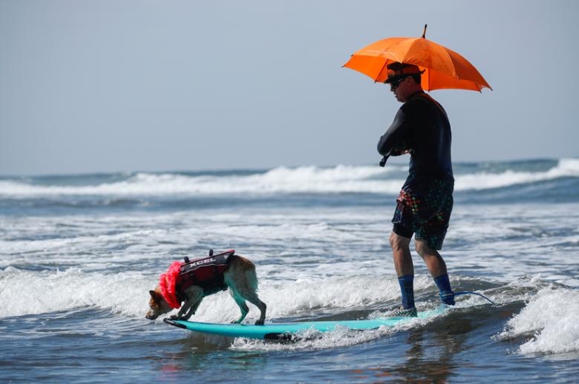 Perros valientes surfistas
