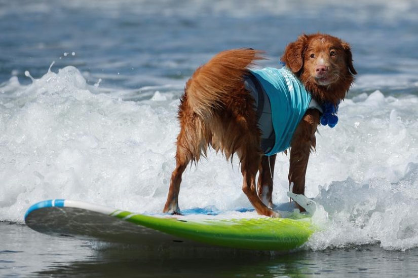 Perros valientes surfistas