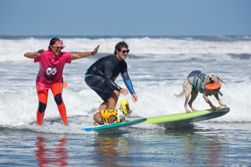 Perros valientes surfistas