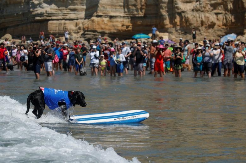 Perros valientes surfistas