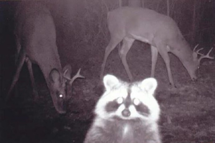 Personal life of raccoons: paparazzi with a hidden camera do not give rest to forest animals