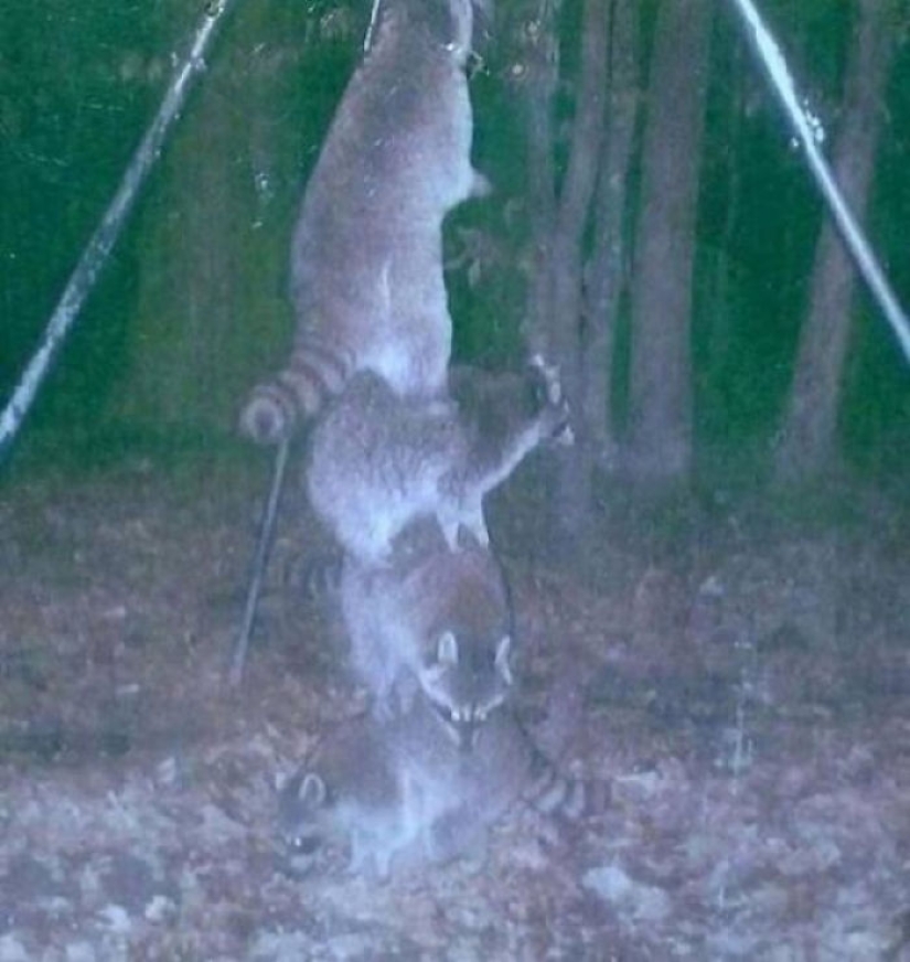 Personal life of raccoons: paparazzi with a hidden camera do not give rest to forest animals