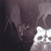 Personal life of raccoons: paparazzi with a hidden camera do not give rest to forest animals