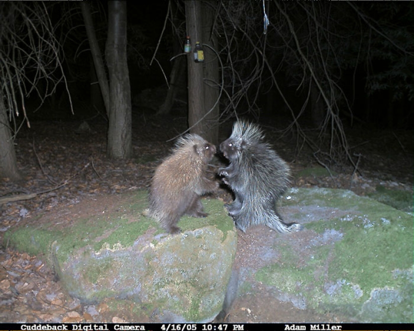 Personal life of raccoons: paparazzi with a hidden camera do not give rest to forest animals