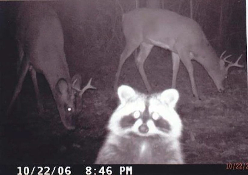 Personal life of raccoons: paparazzi with a hidden camera do not give rest to forest animals