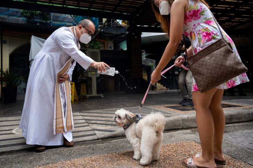 Pet weddings highlight animal blessing ceremony in the Philippines
