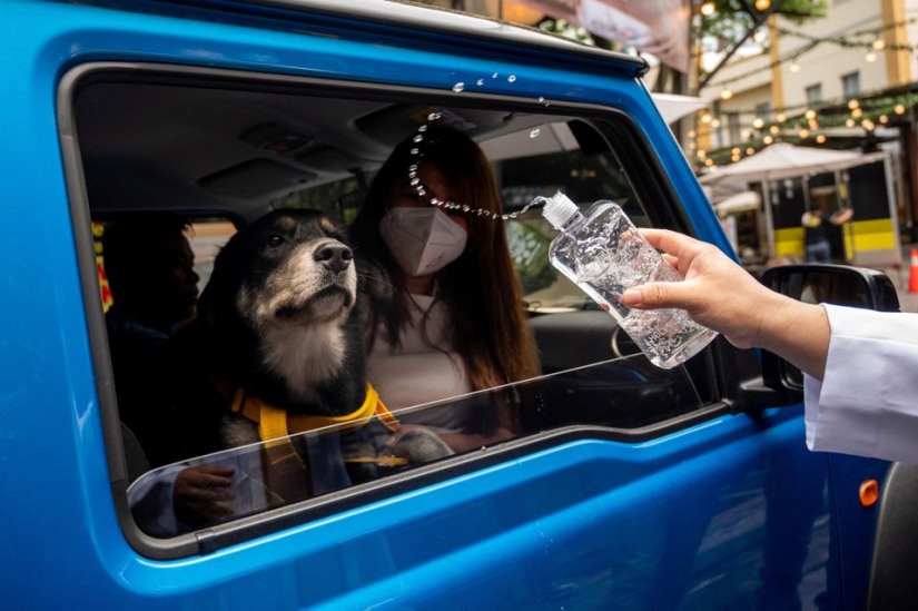 Pet weddings highlight animal blessing ceremony in the Philippines