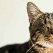 Photographer shoots blind cats to help them find owners