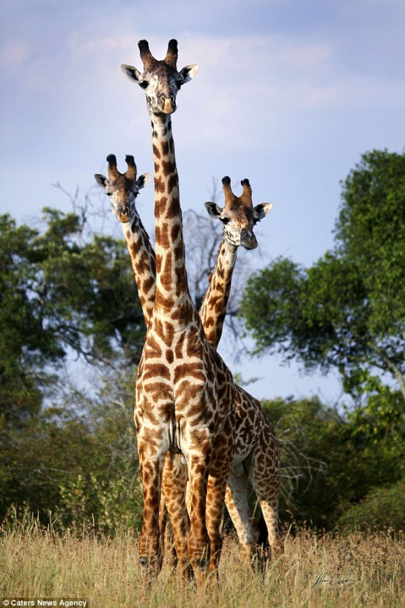 Photographers accidentally make mutants out of wild animals Photographers accidentally make mutants out of wild animals