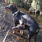 Photos of the Week: Oil Wrestling, Flaming Bull, Gorgosaurus Sale