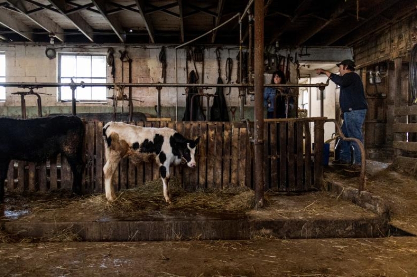 Photos of the Year: Animals