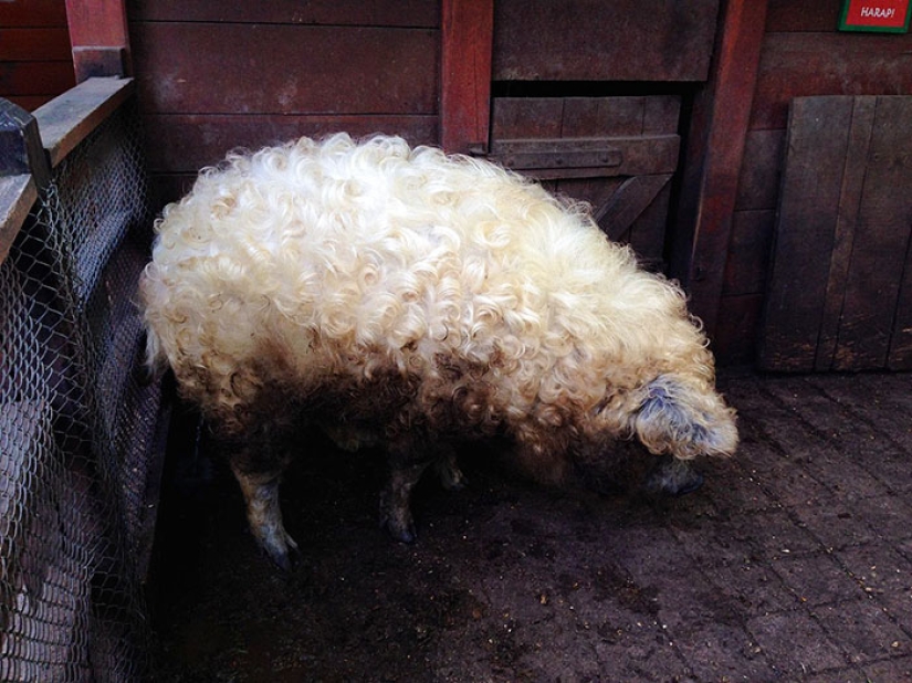 Pigs that look like sheep and act like dogs Pigs that look like sheep and act like dogs