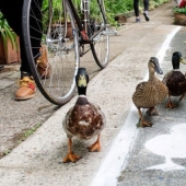 Pistas de patos en el Reino Unido: las aves se han convertido en usuarios de la carretera de pleno derecho