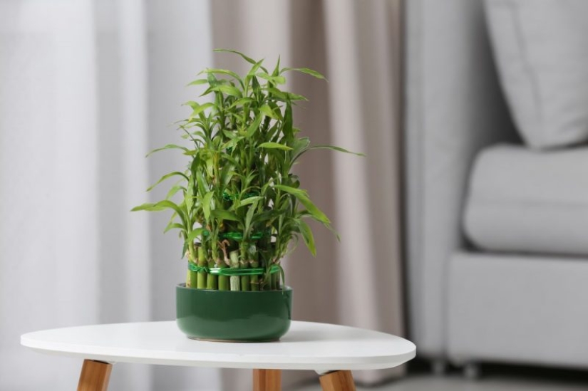 Plantas Feng Shui. 10 plantas que sacan las malas energías de tu hogar Plantas Feng Shui. 10 plantas que sacan las malas energías de tu hogar