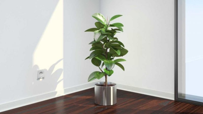Plantas Feng Shui. 10 plantas que sacan las malas energías de tu hogar Plantas Feng Shui. 10 plantas que sacan las malas energías de tu hogar