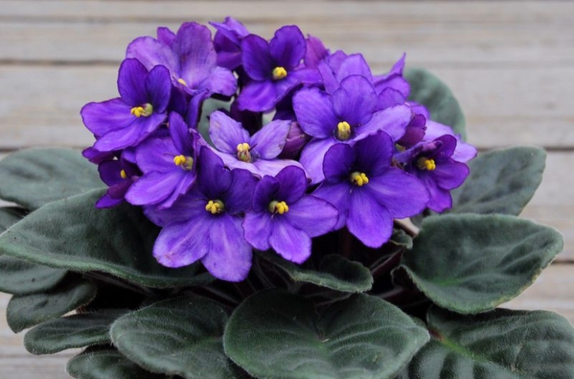 Plantas Feng Shui. 10 plantas que sacan las malas energías de tu hogar Plantas Feng Shui. 10 plantas que sacan las malas energías de tu hogar