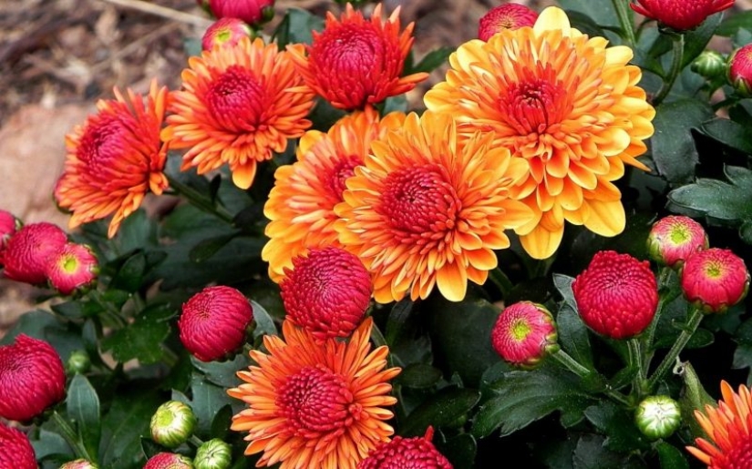 Plantas Feng Shui. 10 plantas que sacan las malas energías de tu hogar Plantas Feng Shui. 10 plantas que sacan las malas energías de tu hogar