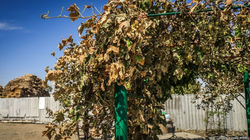 Poisonous Armyansk: the consequences of the release in the Crimea