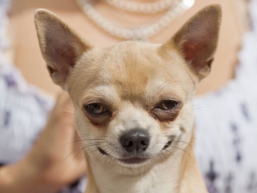 Pooping dogs-2019 : what to give a friend for the New Year