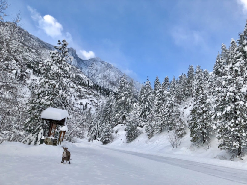 Pooping dogs-2019 : what to give a friend for the New Year