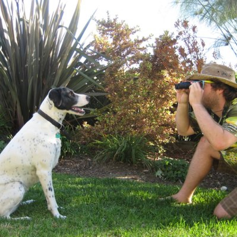 Pooping dogs-2019 : what to give a friend for the New Year