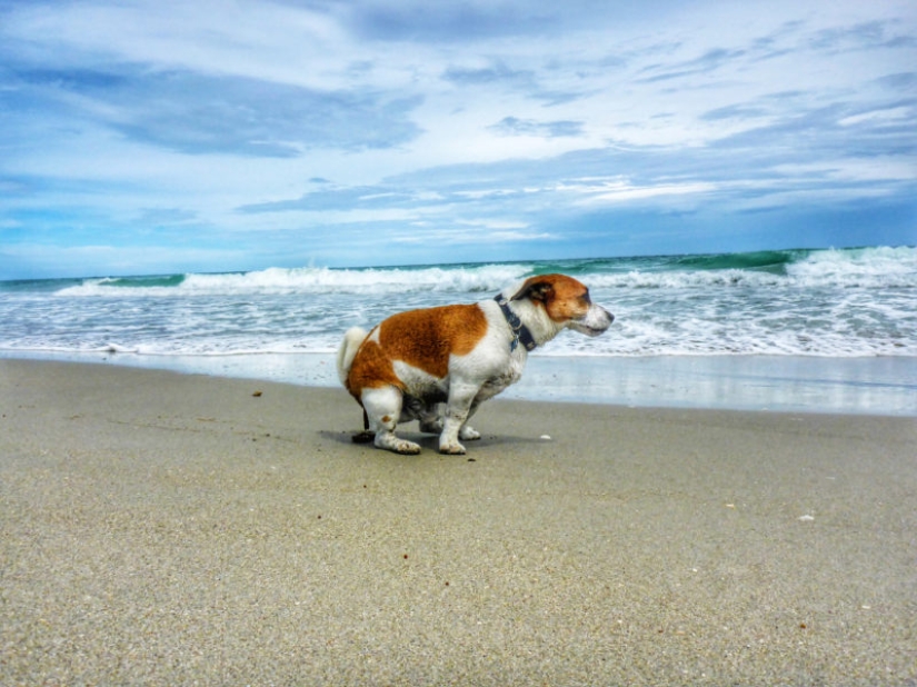 Pooping dogs-2019 : what to give a friend for the New Year