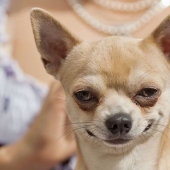 Pooping dogs-2019 : what to give a friend for the New Year