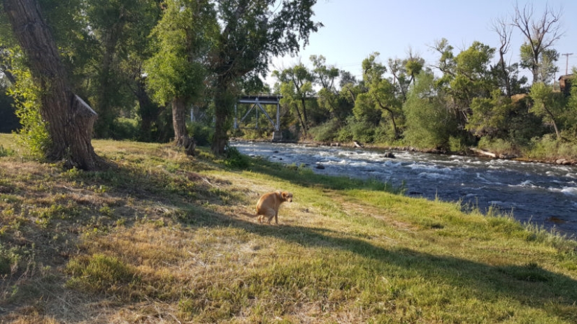 Pooping dogs-2019 : what to give a friend for the New Year