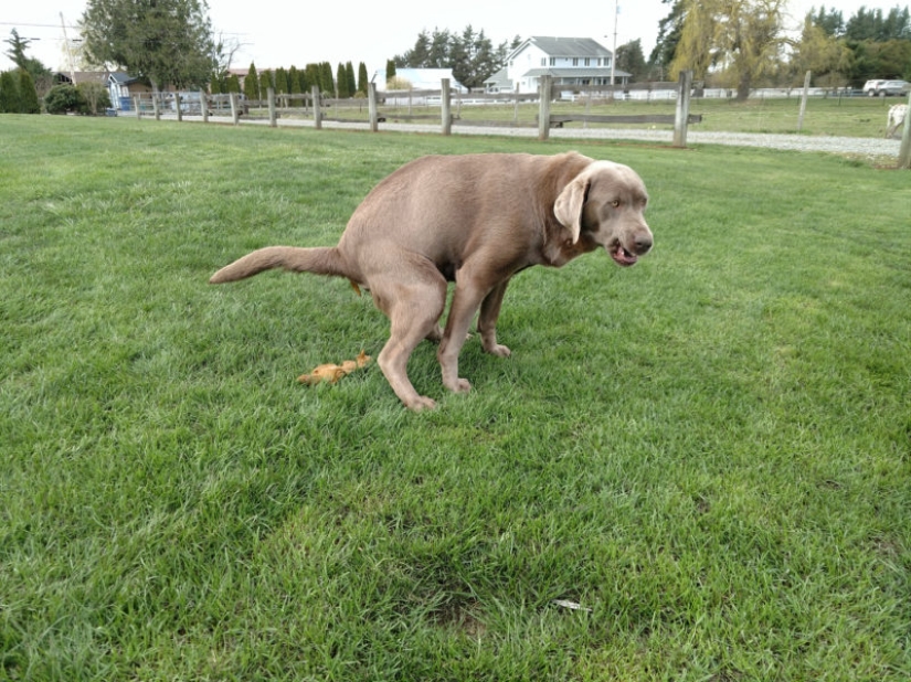 Pooping dogs-2019 : what to give a friend for the New Year