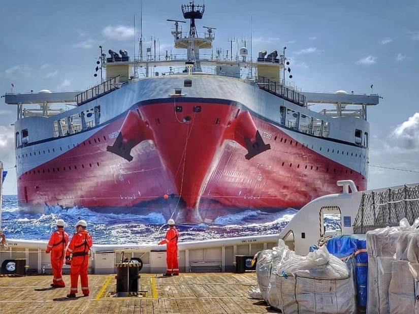 Por qué el "hierro" flotante Hiperión Ramiforme ara el océano Por qué el "hierro" flotante Hiperión Ramiforme ara el océano