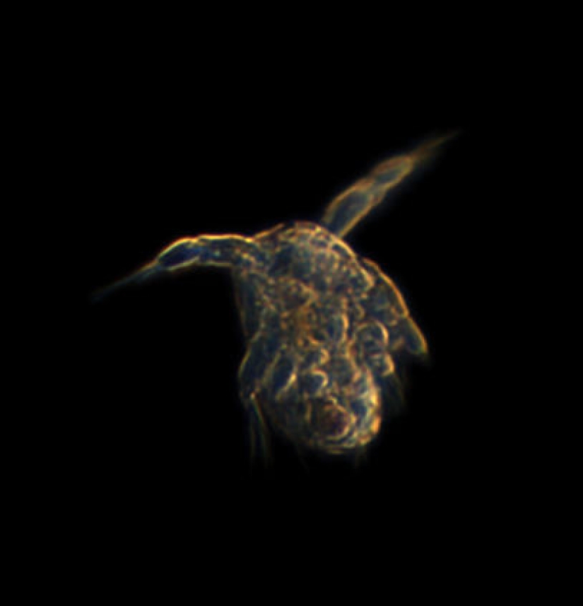 Por qué las aguas de la costa de California se vuelven rojas durante el día y se iluminan con luz azul por la noche Por qué las aguas de la costa de California se vuelven rojas durante el día y se iluminan con luz azul por la noche