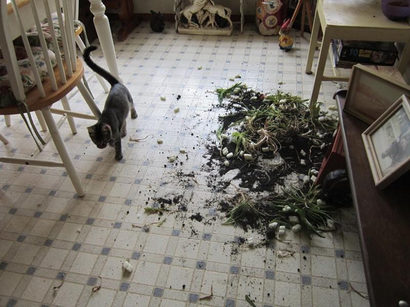 Por qué los erizos son mejores que los gatos Por qué los erizos son mejores que los gatos