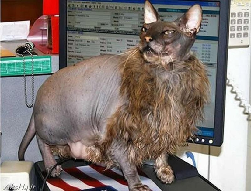 Por qué los erizos son mejores que los gatos Por qué los erizos son mejores que los gatos