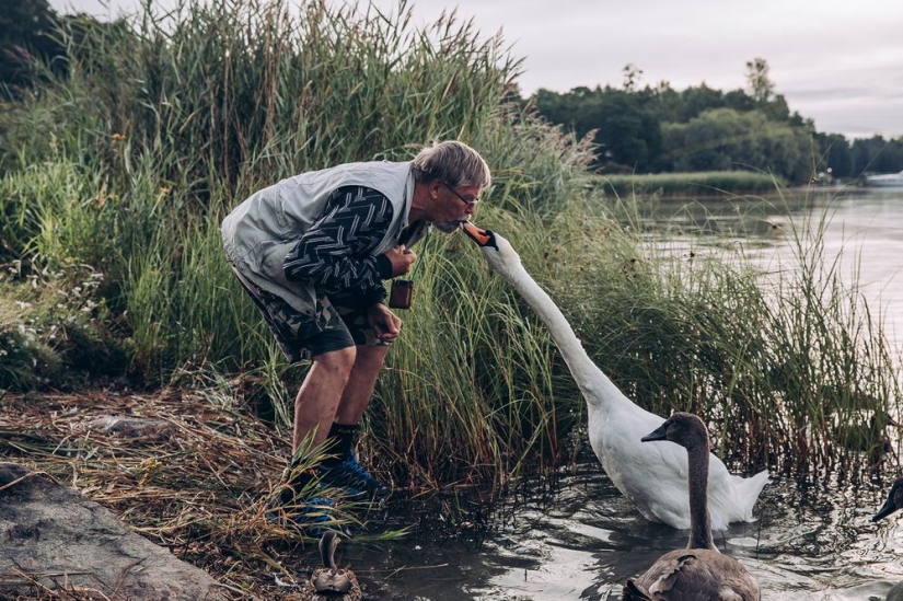 Por qué los finlandeses se sienten atraídos por tener alces domésticos Por qué los finlandeses se sienten atraídos por tener alces domésticos
