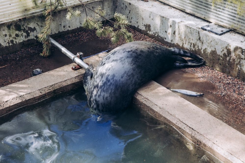 Por qué los finlandeses se sienten atraídos por tener alces domésticos Por qué los finlandeses se sienten atraídos por tener alces domésticos
