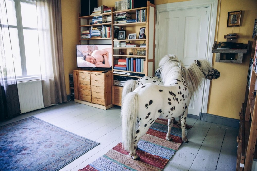 Por qué los finlandeses se sienten atraídos por tener alces domésticos Por qué los finlandeses se sienten atraídos por tener alces domésticos