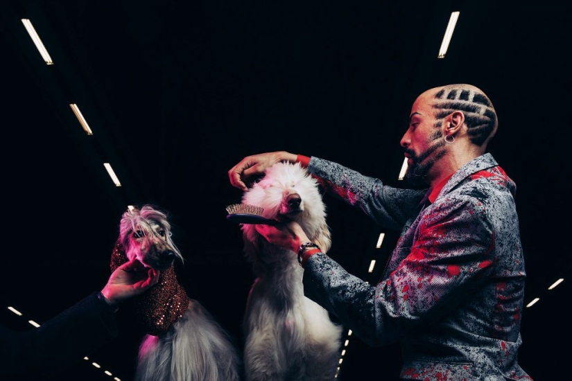 Por qué los finlandeses se sienten atraídos por tener alces domésticos Por qué los finlandeses se sienten atraídos por tener alces domésticos