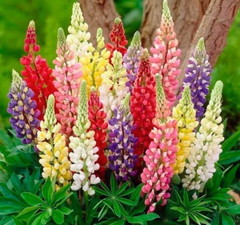 ¿Por qué nadie les pregunta a los hombres cuáles son sus flores favoritas? ¿Por qué nadie les pregunta a los hombres cuáles son sus flores favoritas?