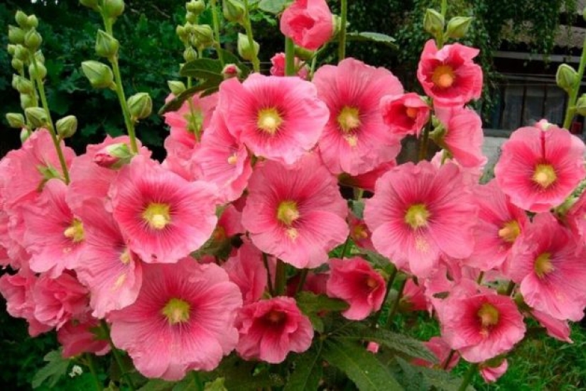 ¿Por qué nadie les pregunta a los hombres cuáles son sus flores favoritas? ¿Por qué nadie les pregunta a los hombres cuáles son sus flores favoritas?